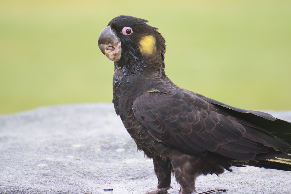 Yellow-tailed Black-Cockatoo - Ben  Lucking
