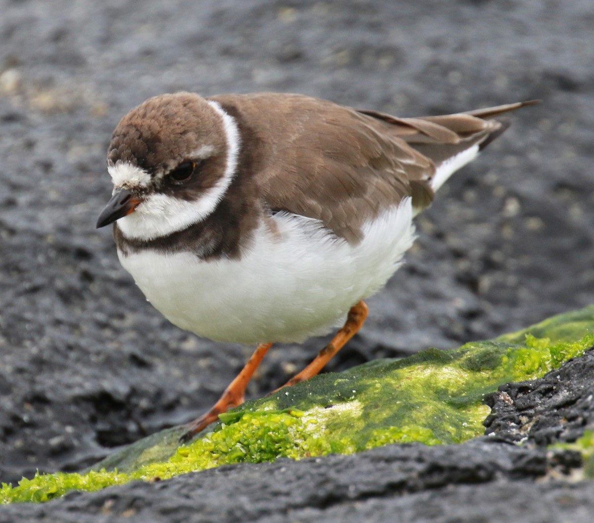 Semipalmated Plover - ML75759591