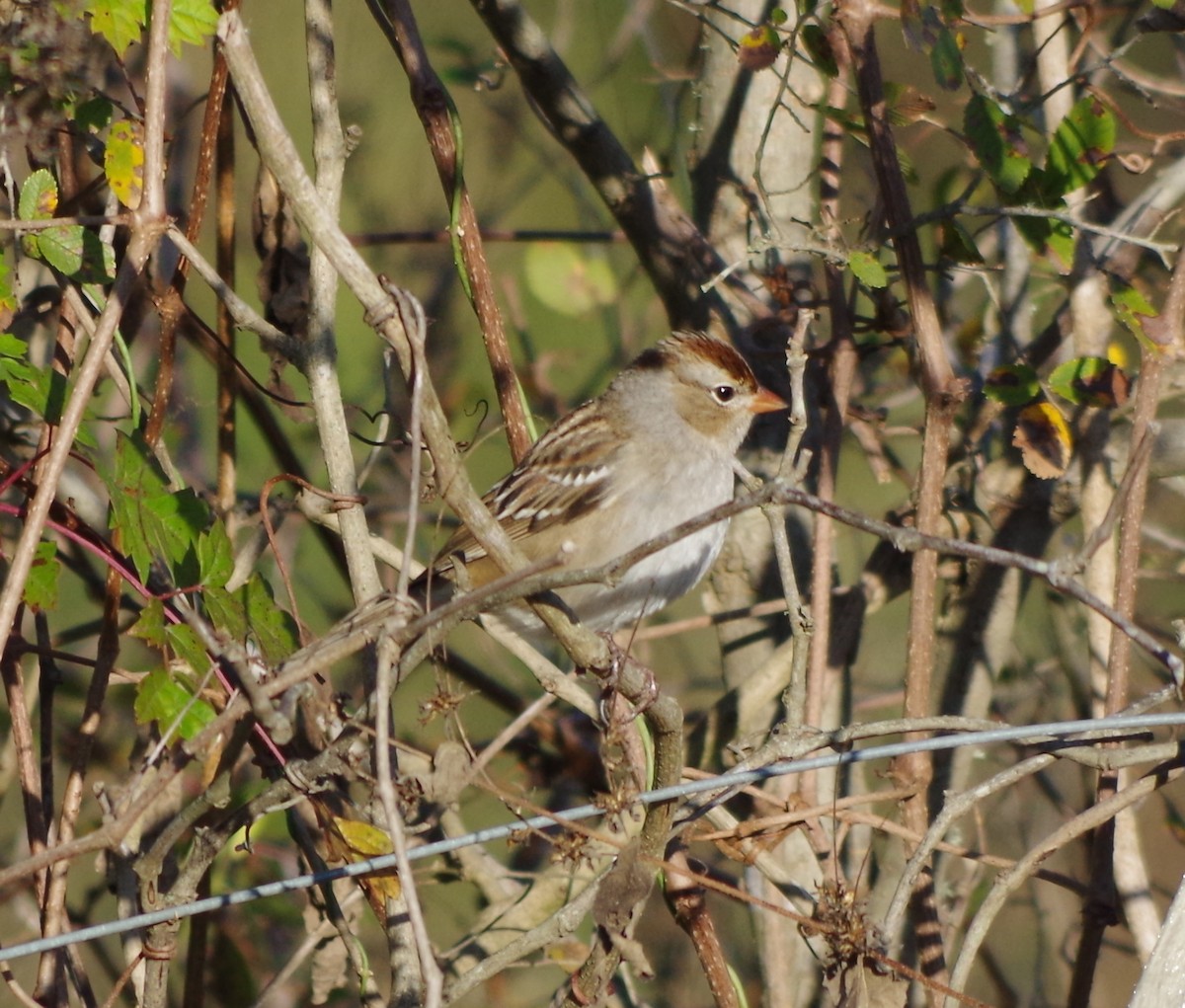 White-crowned Sparrow - ML75762341