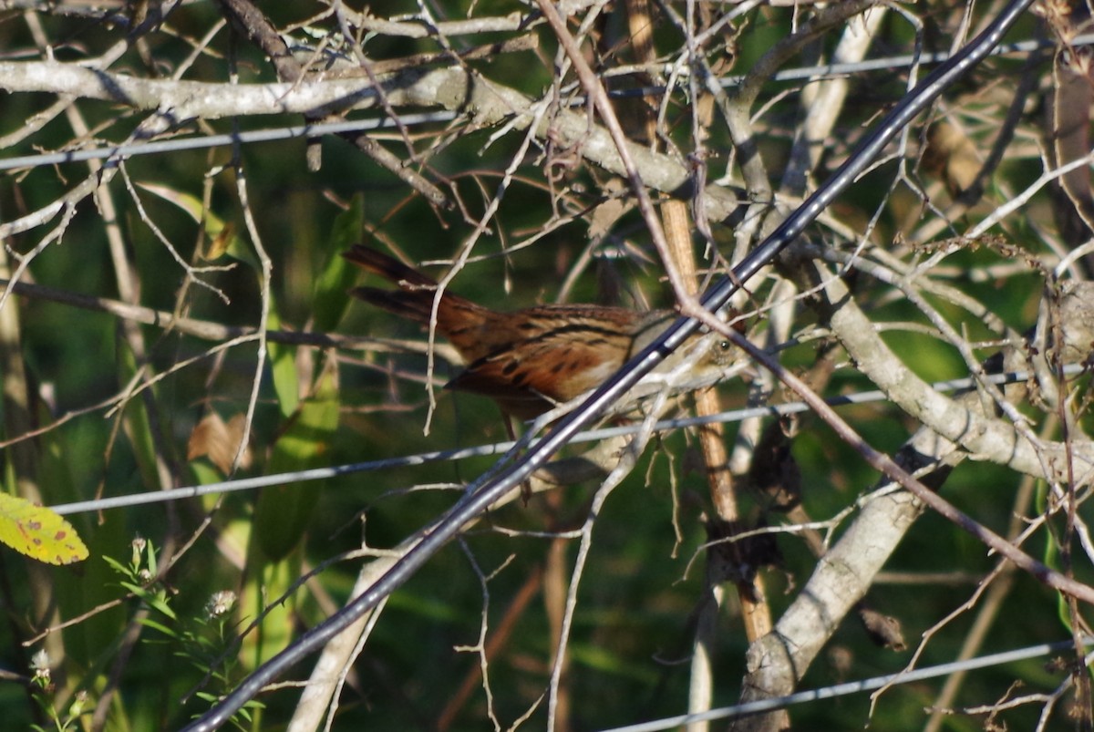 Swamp Sparrow - ML75762351