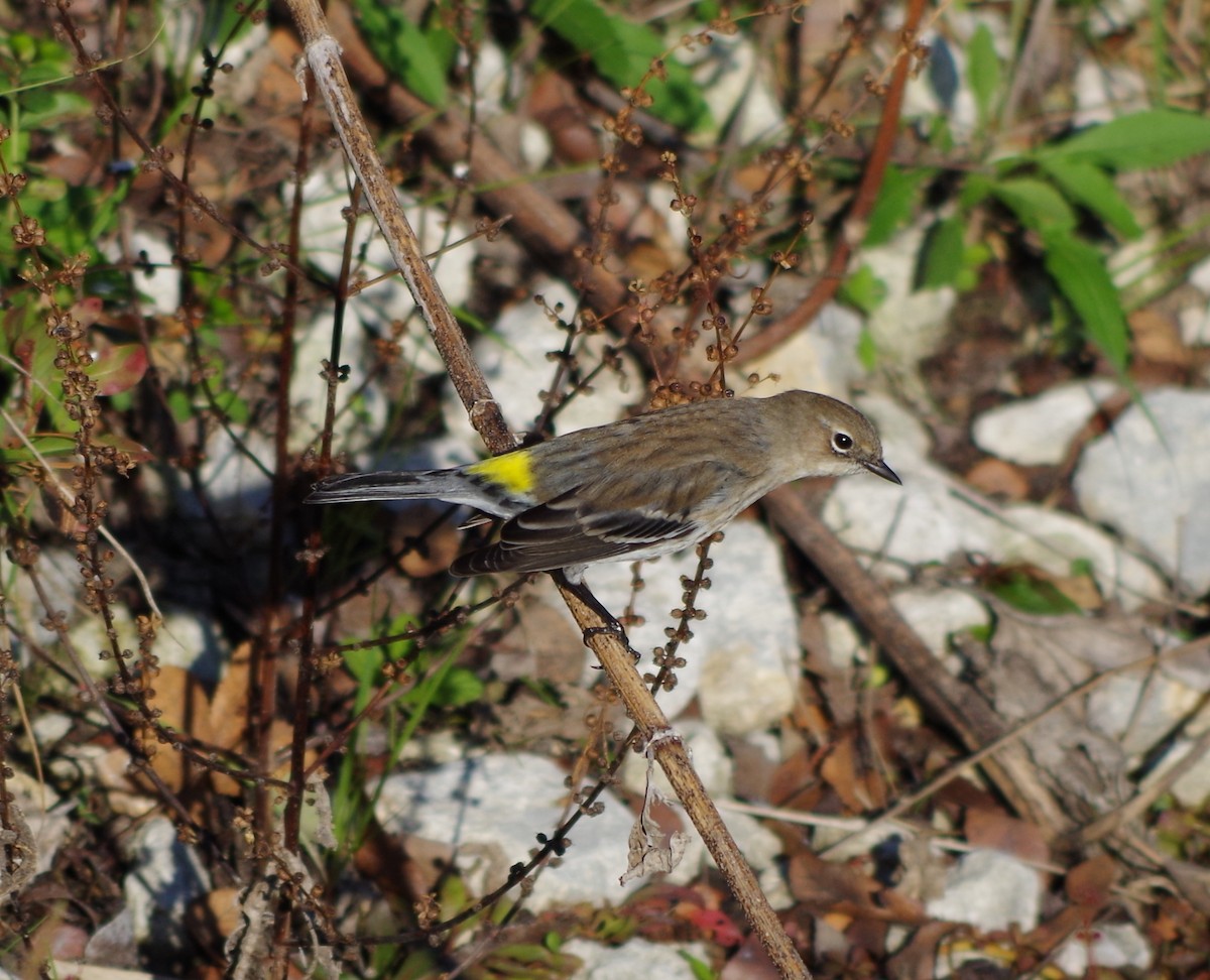 Yellow-rumped Warbler (Myrtle) - ML75762431