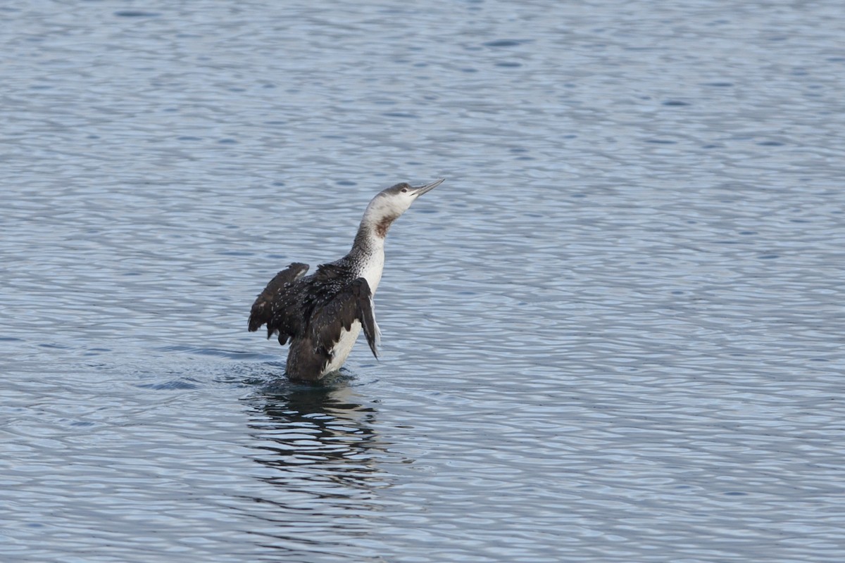 Red-throated Loon - ML75762661