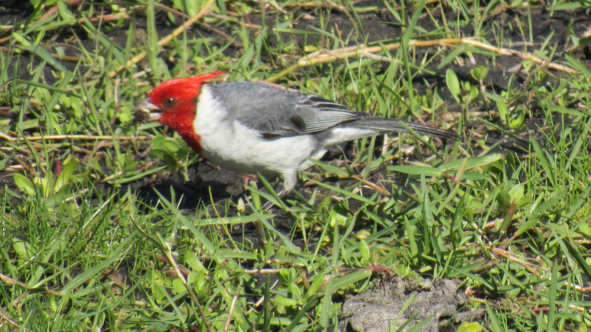 Red-crested Cardinal - ML75763731
