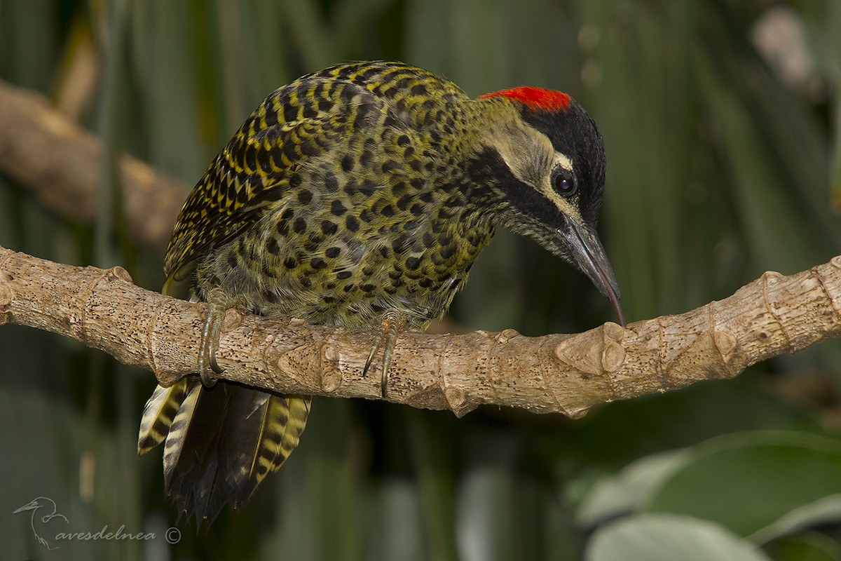 Green-barred Woodpecker - ML75766041