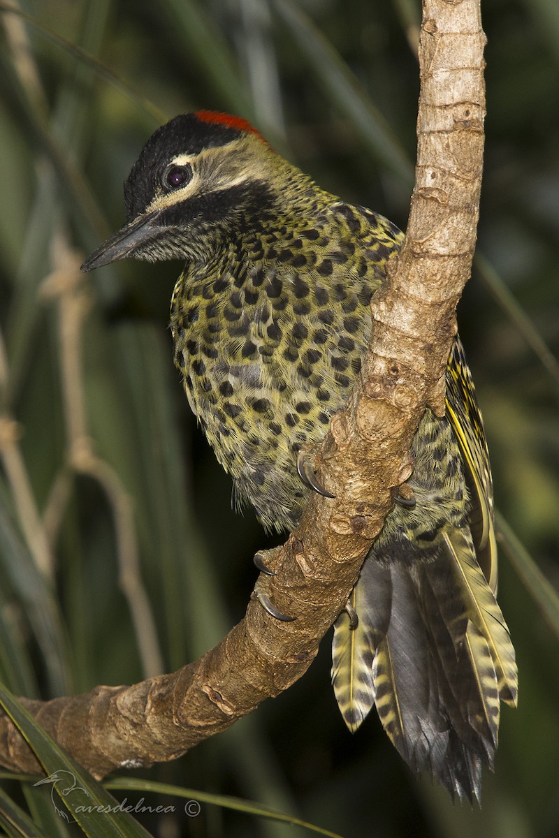 Green-barred Woodpecker - ML75766051