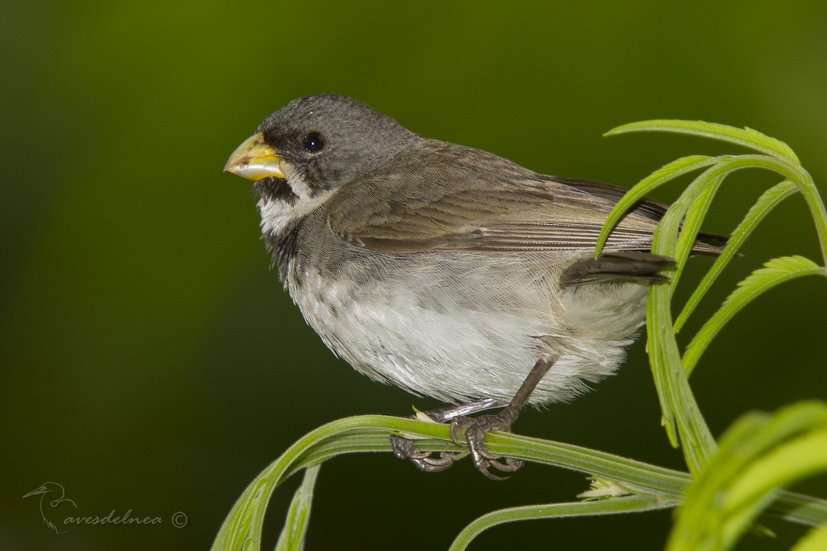 Double-collared Seedeater - ML75766301