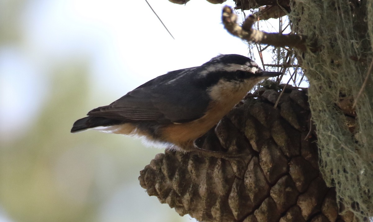 Red-breasted Nuthatch - Peter Svensson