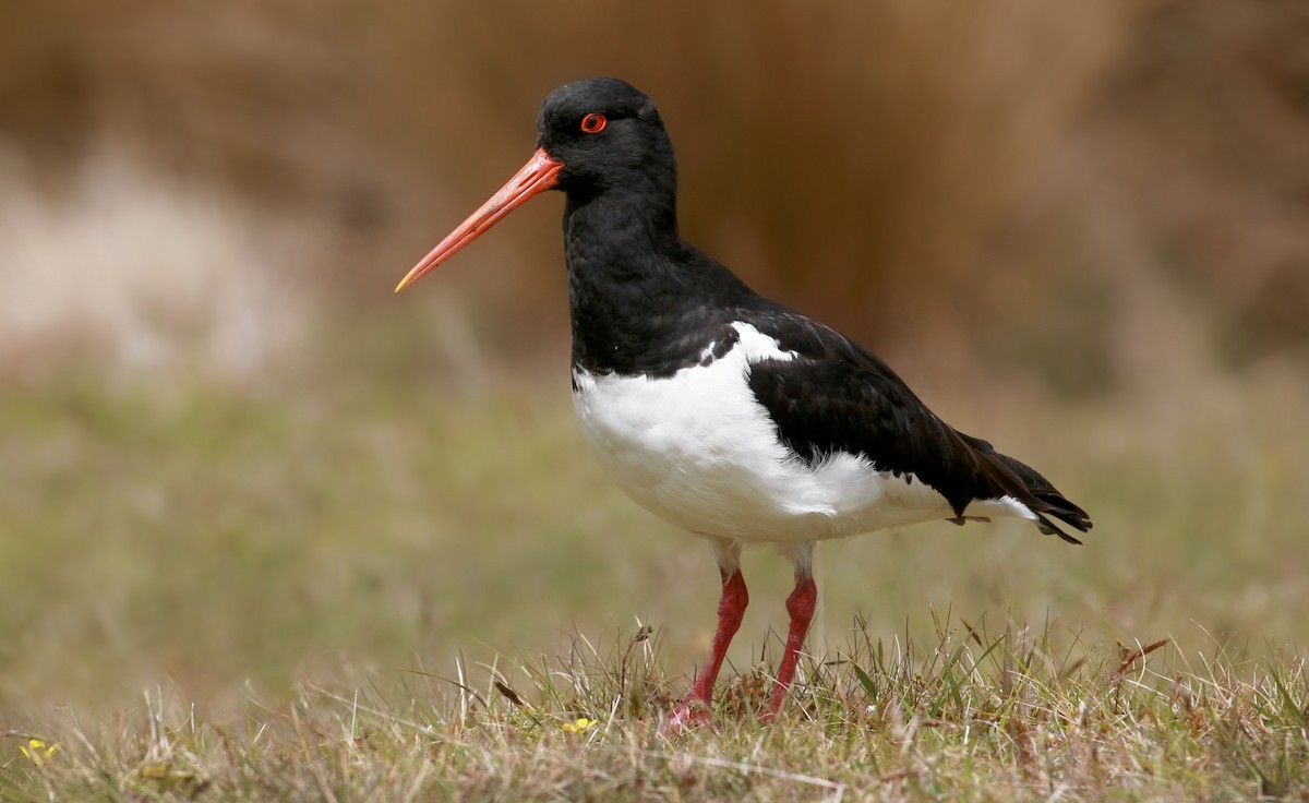 South Island Oystercatcher - Anonymous