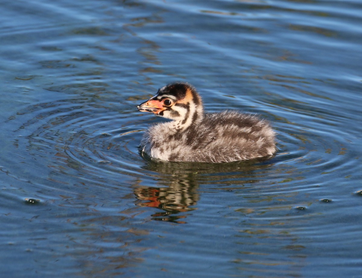 Pied-billed Grebe - Pair of Wing-Nuts