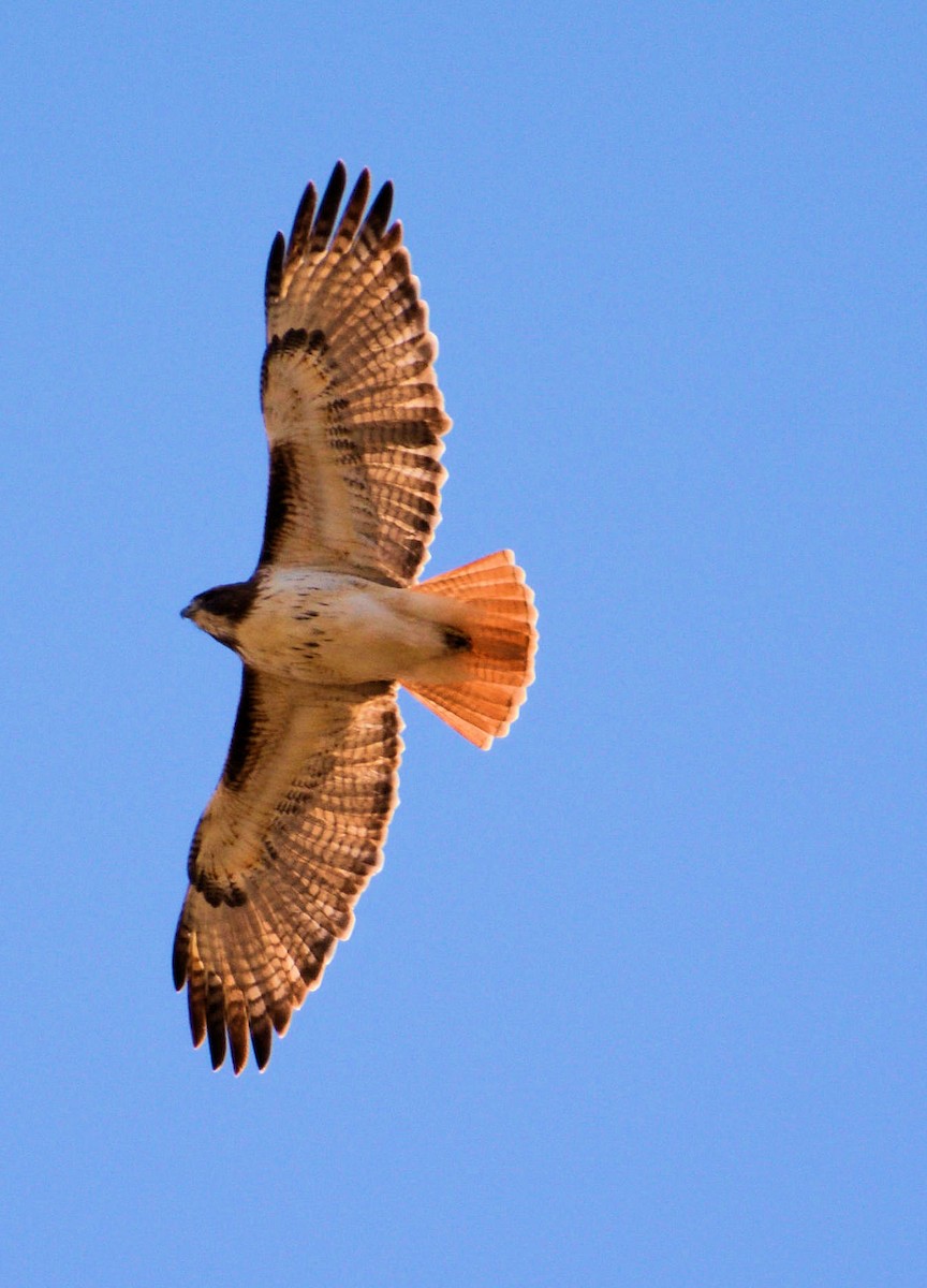 Red-tailed Hawk - Kenneth Butler