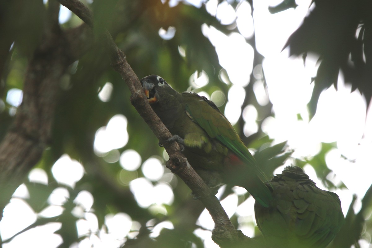 Scaly-headed Parrot - ML75778101