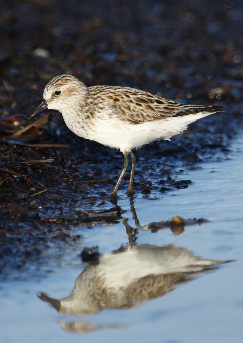 Semipalmated Sandpiper - Emily Holcomb