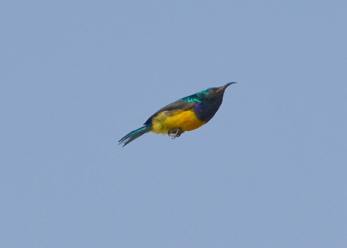 Variable Sunbird (Yellow-bellied) - ML75781991