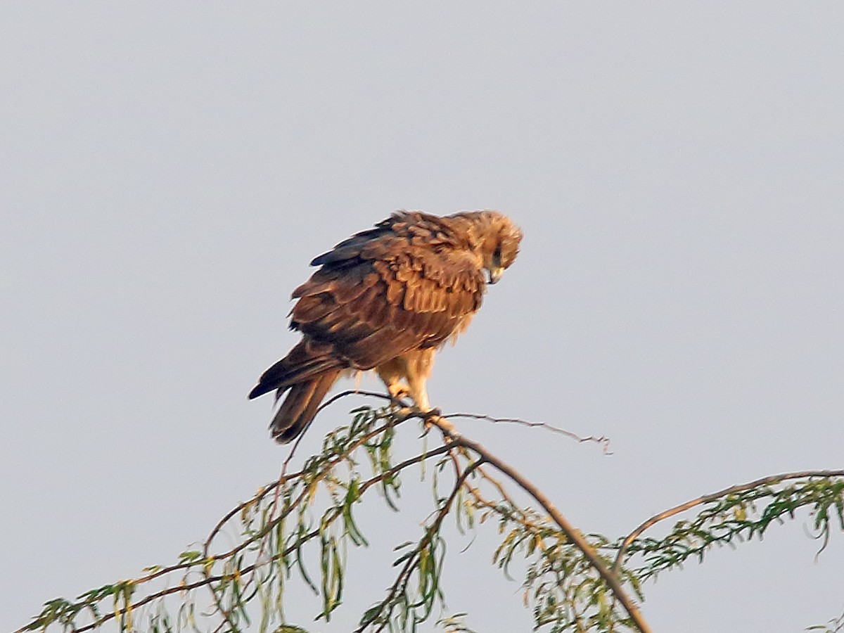 Bonelli's Eagle - Roshan  Kamath