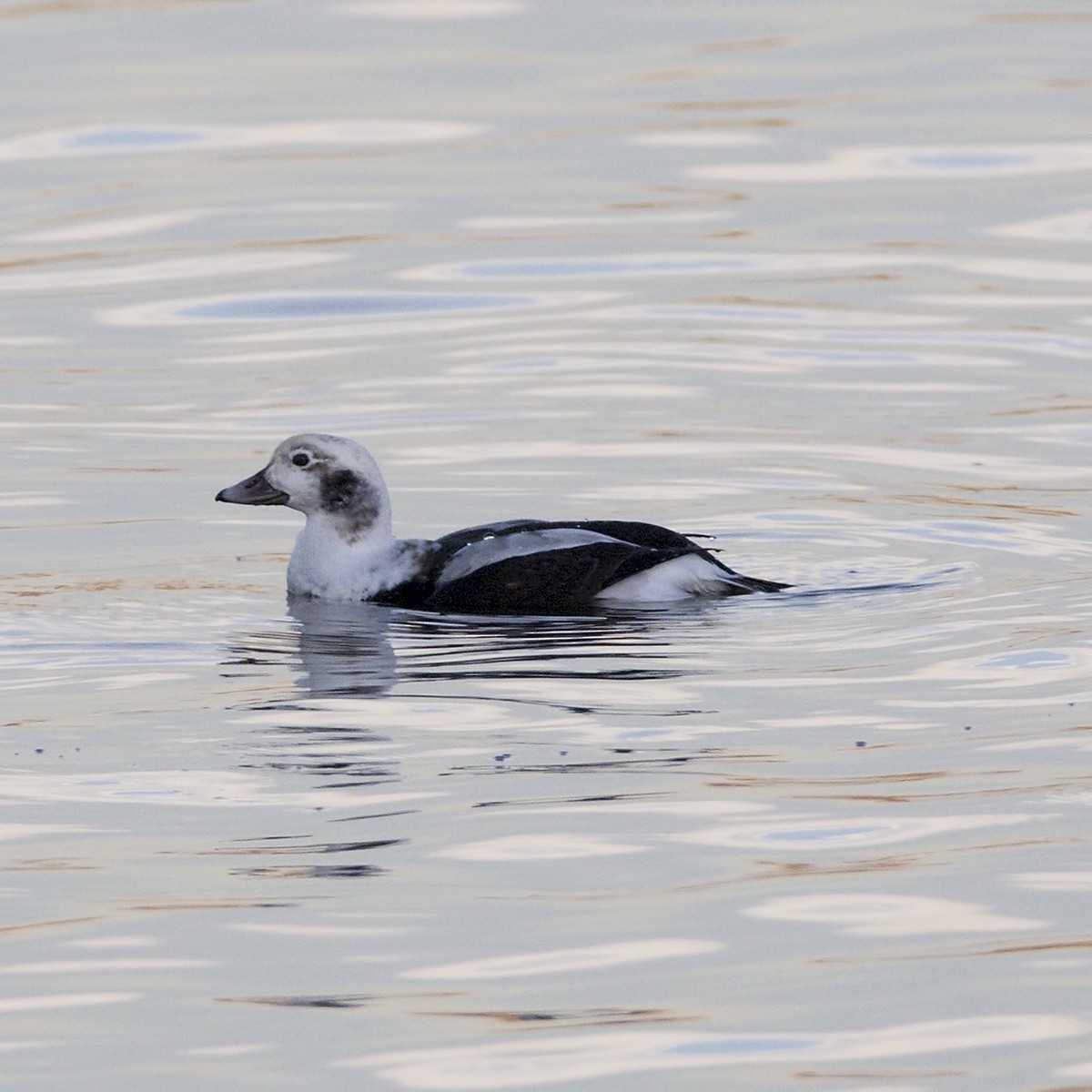 Long-tailed Duck - Brian Peterson