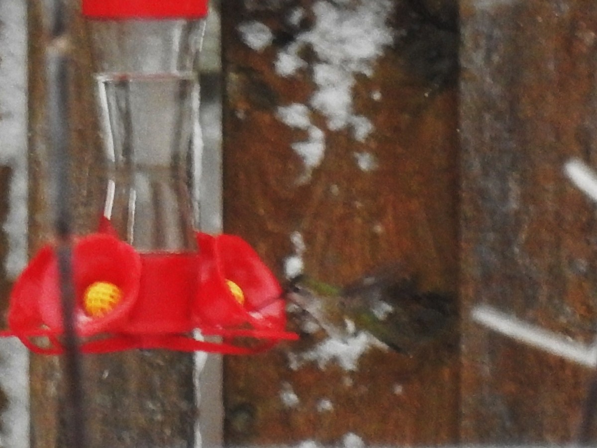 Anna's Hummingbird - ML75784591