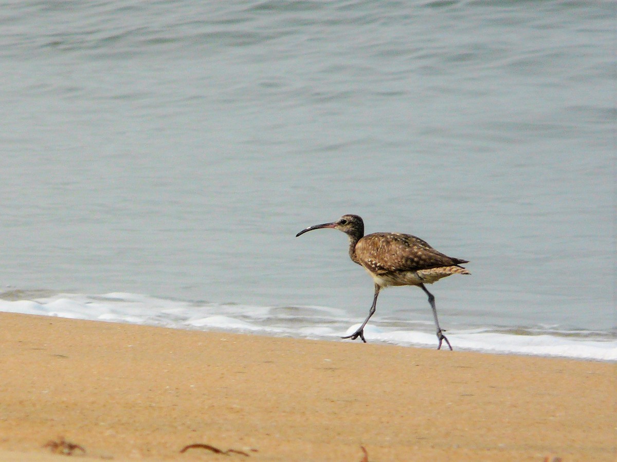 Whimbrel - Dr. Dilip K G