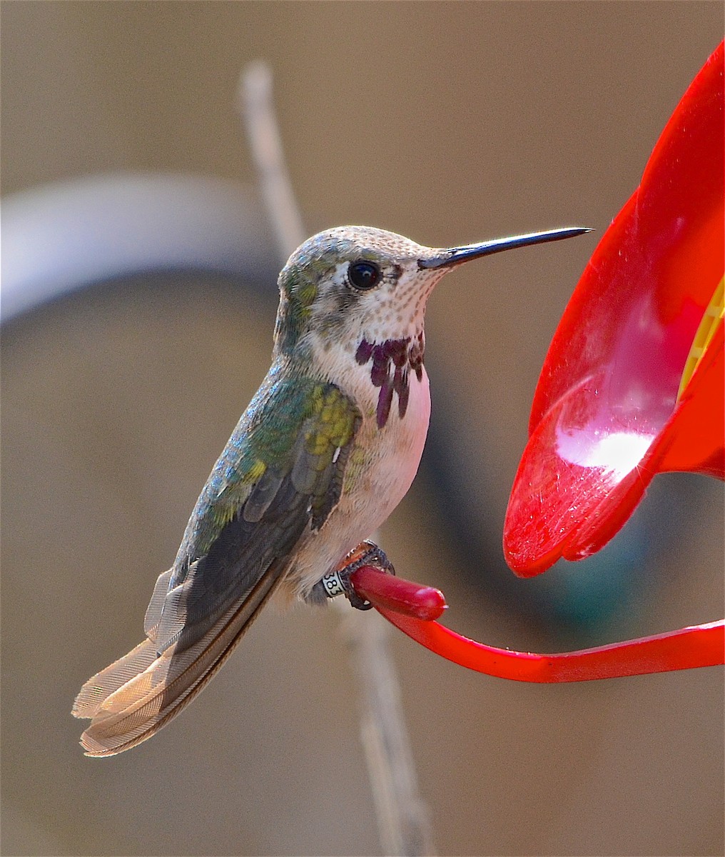 Calliope Hummingbird - Harlan Stewart