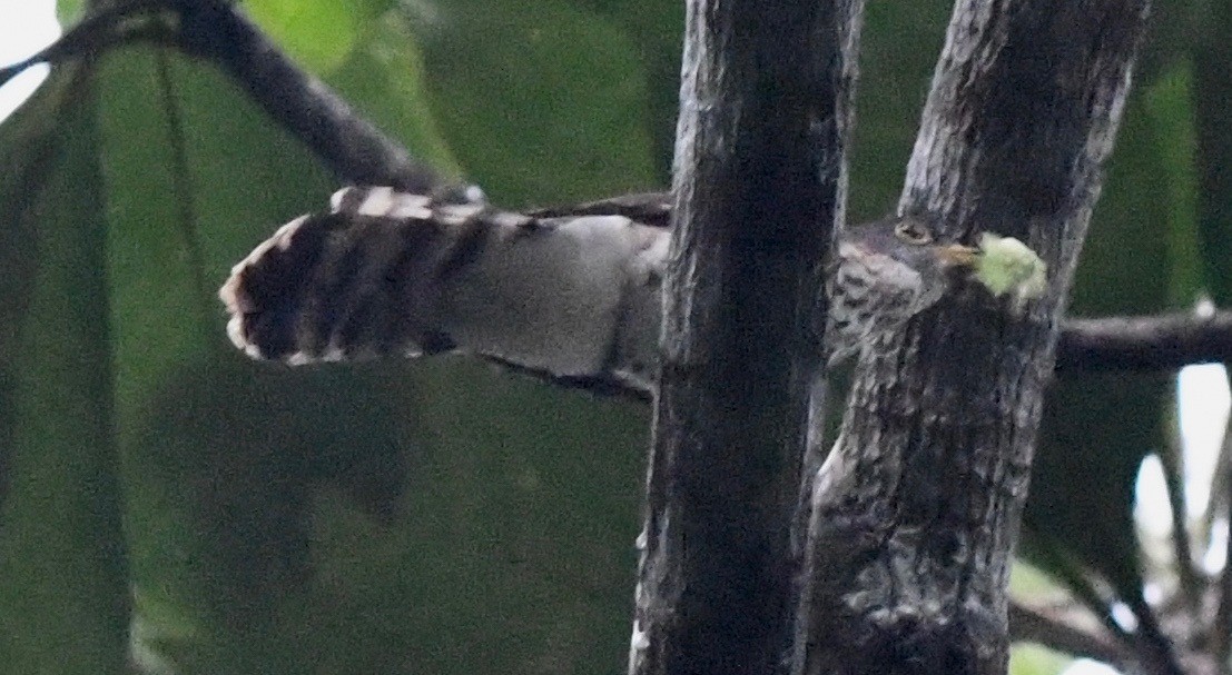 Malaysian Hawk-Cuckoo - marcel finlay