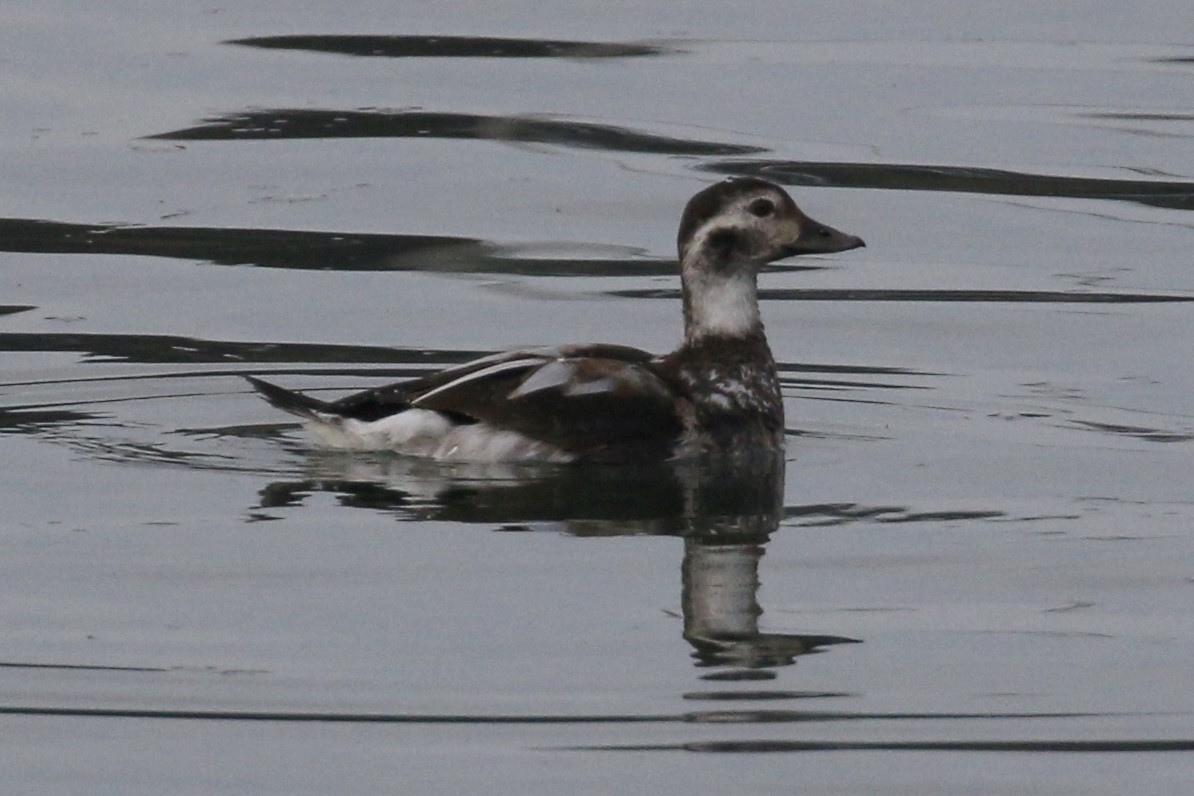 Long-tailed Duck - Russ Morgan