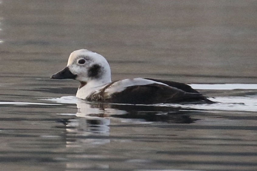 Long-tailed Duck - ML75797141