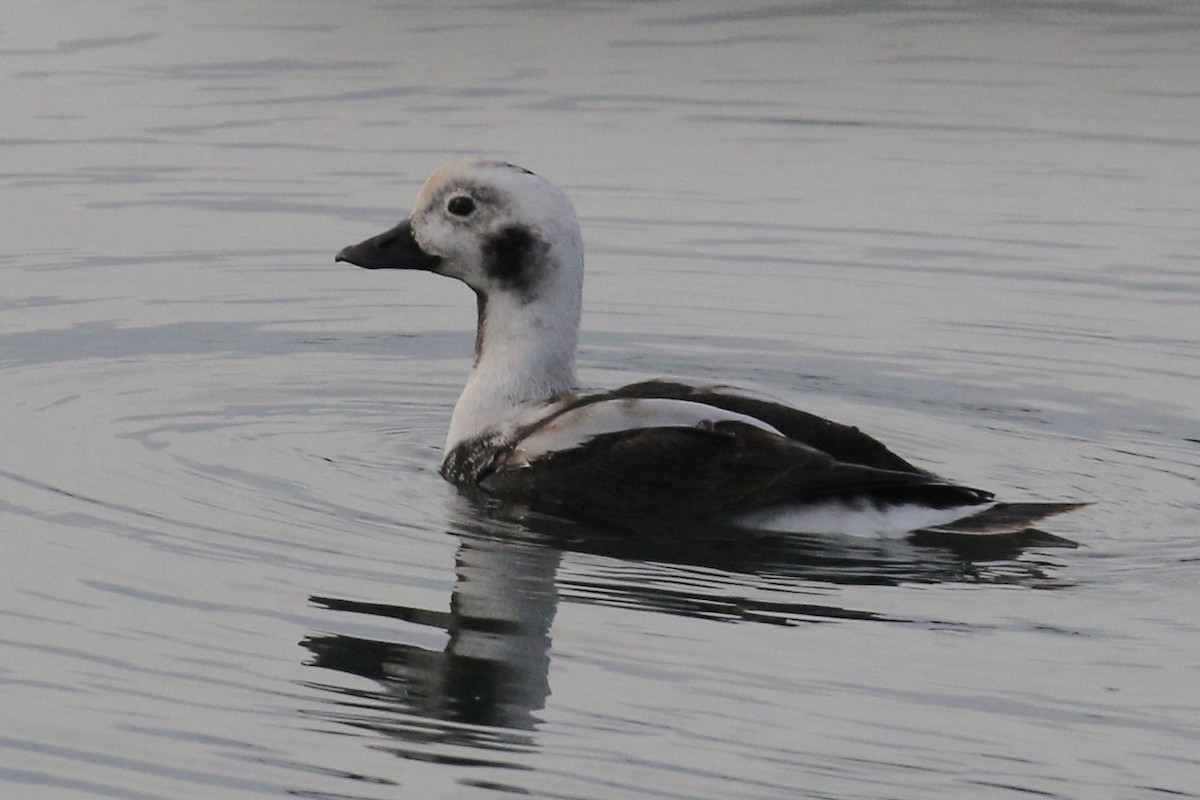 Long-tailed Duck - ML75797161