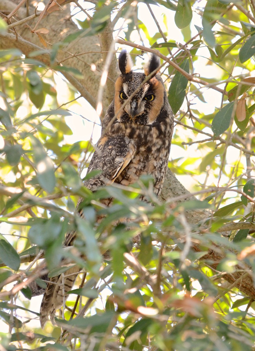 Long-eared Owl - Harlan Stewart