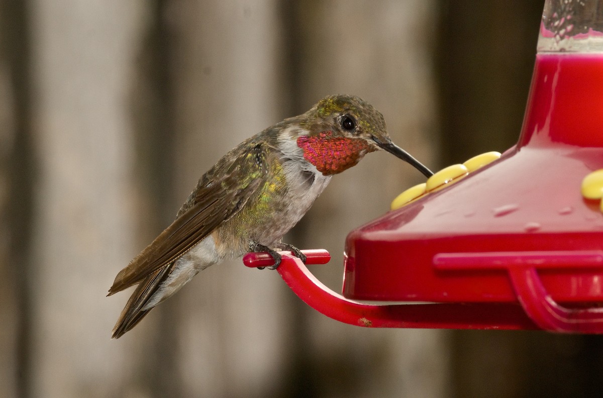 Broad-tailed Hummingbird - Harlan Stewart