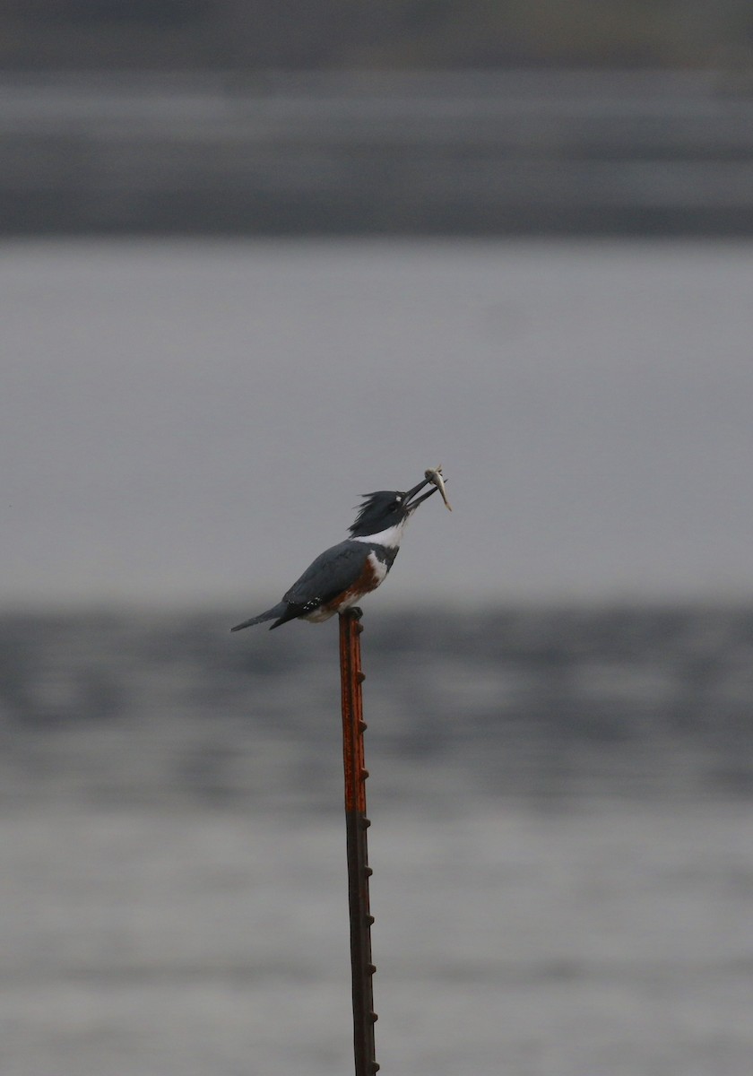 Belted Kingfisher - ML75797861