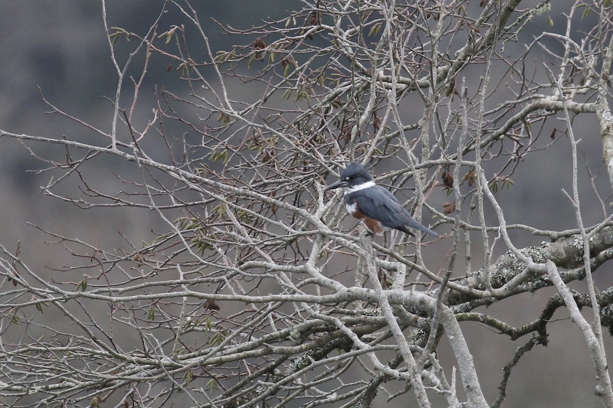 Belted Kingfisher - ML75797871