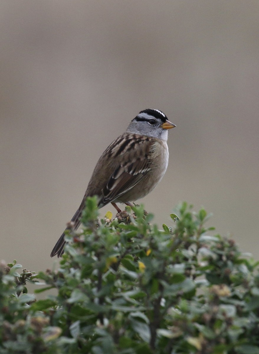 White-crowned Sparrow - ML75797921