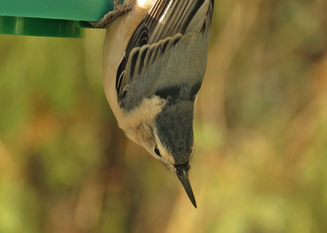 White-breasted Nuthatch - Thomas Schultz