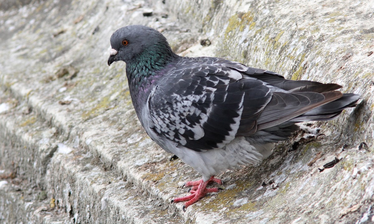 Rock Pigeon (Feral Pigeon) - Sean Fitzgerald