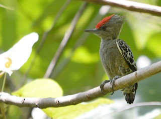 Gray-and-buff Woodpecker - Hemicircus concretus - Birds of the World