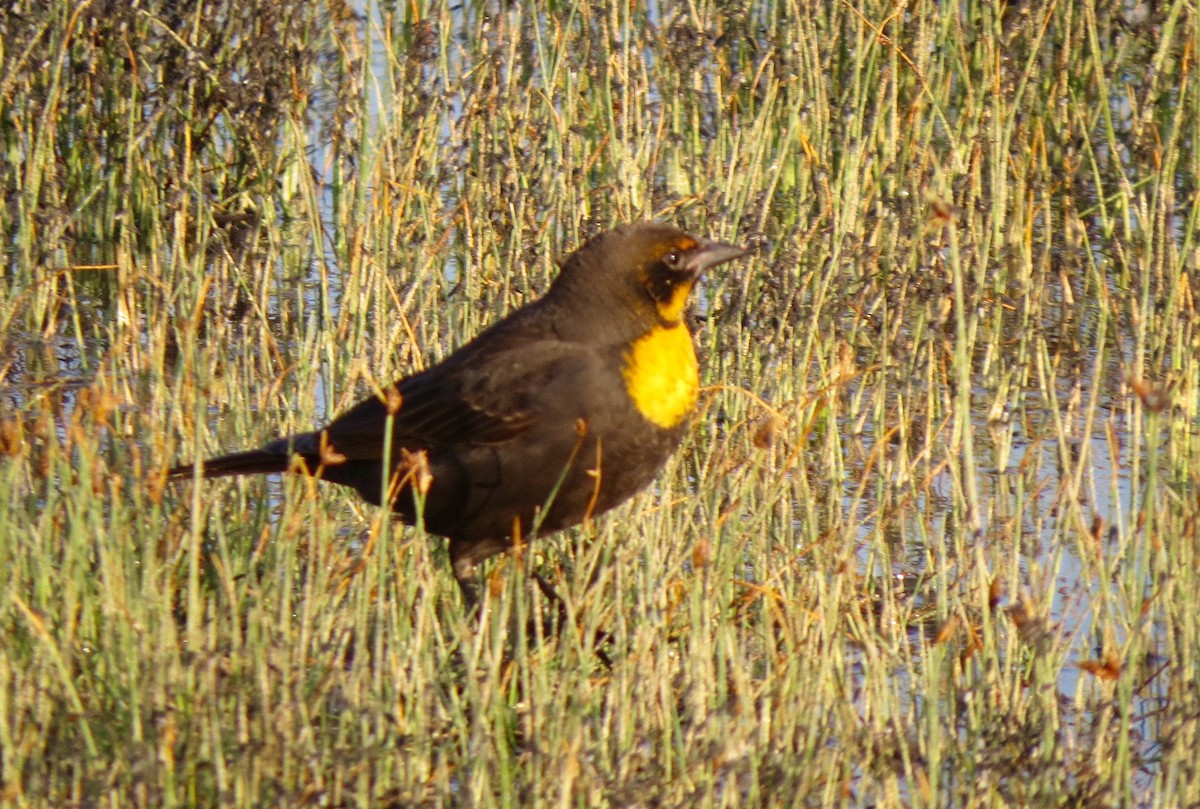 Yellow-headed Blackbird - ML75806551