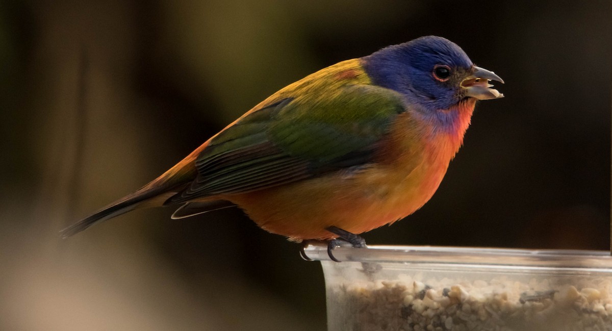 Painted Bunting - Nadine D