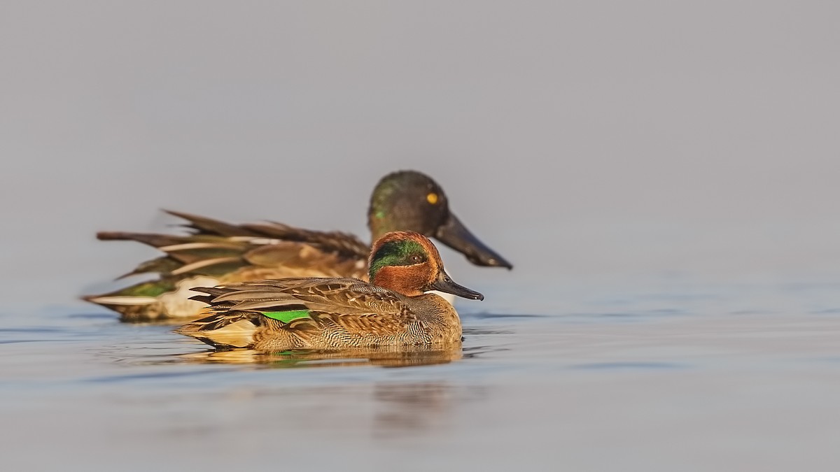 Green-winged Teal - ML75808731