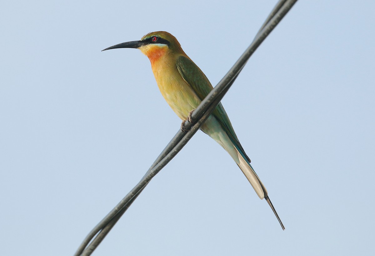 Blue-tailed Bee-eater - ML75809481