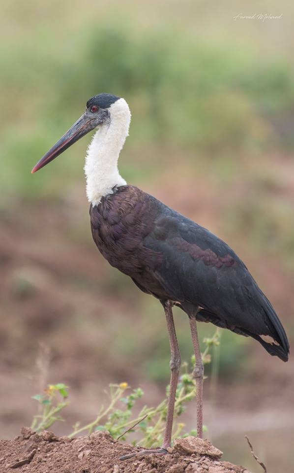 Asian Woolly-necked Stork - Fareed Mohmed