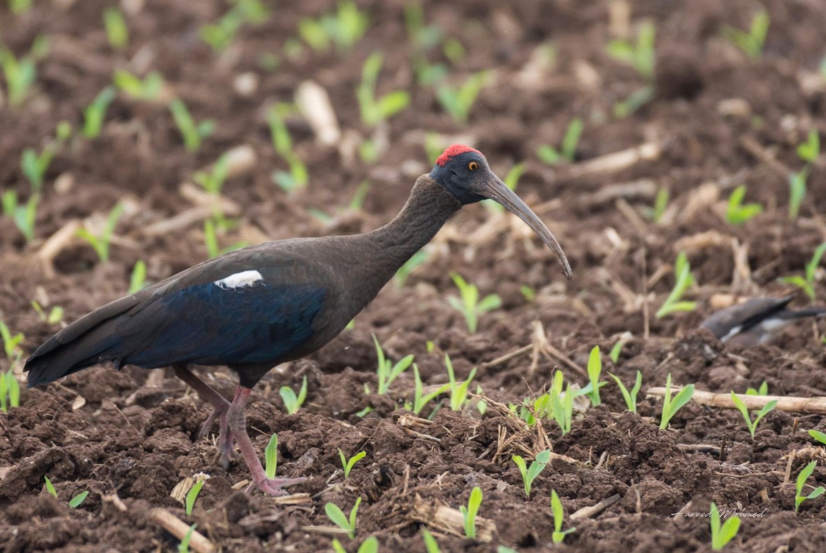 Red-naped Ibis - Fareed Mohmed