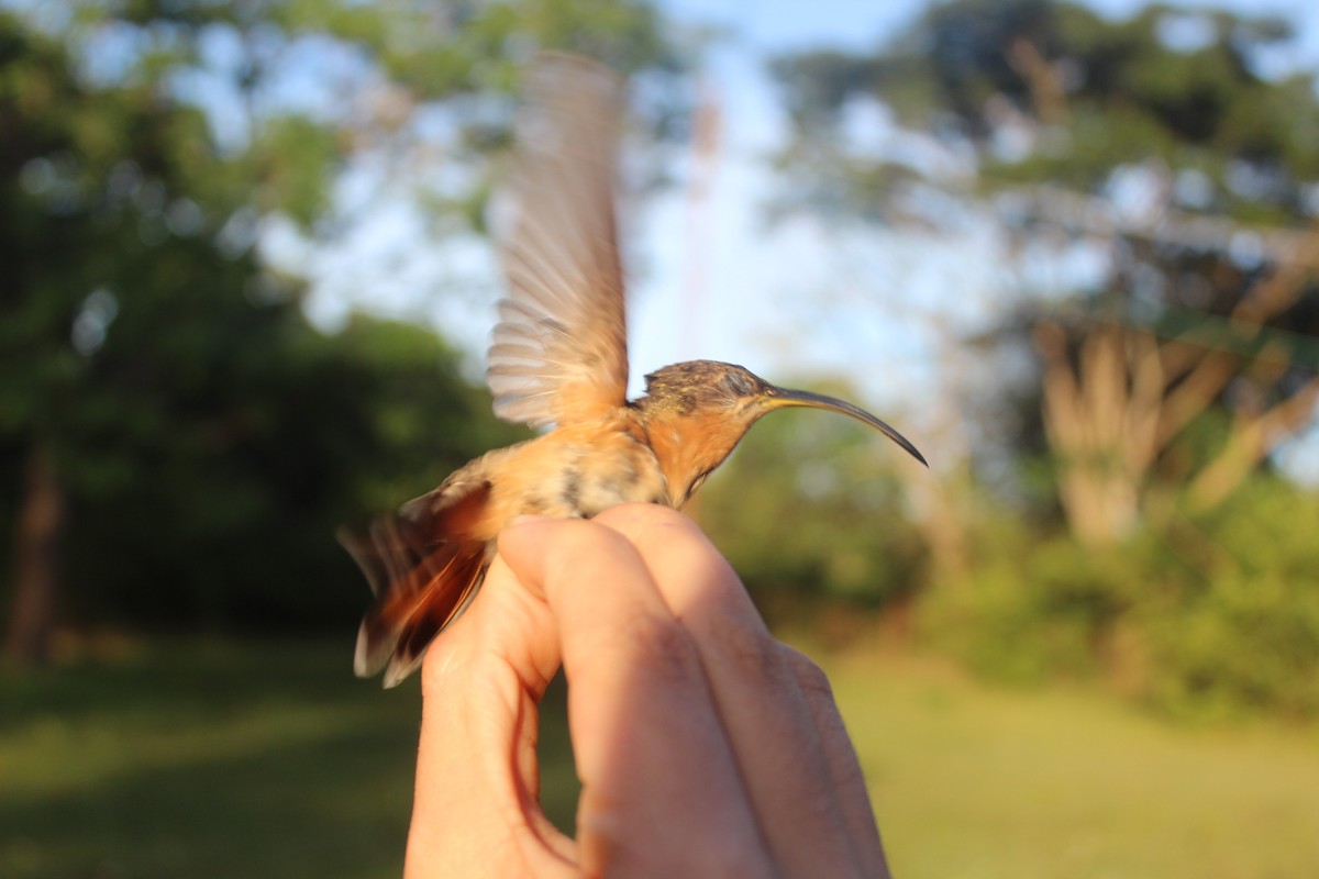 Rufous-breasted Hermit - ML75811961