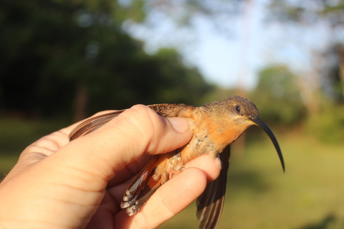 Rufous-breasted Hermit - ML75811981