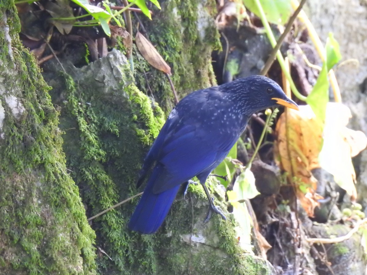 Blue Whistling-Thrush (Yellow-billed) - Troy Case