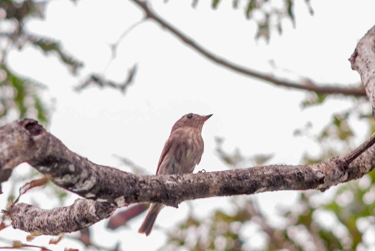 Brown-streaked Flycatcher - Anonymous