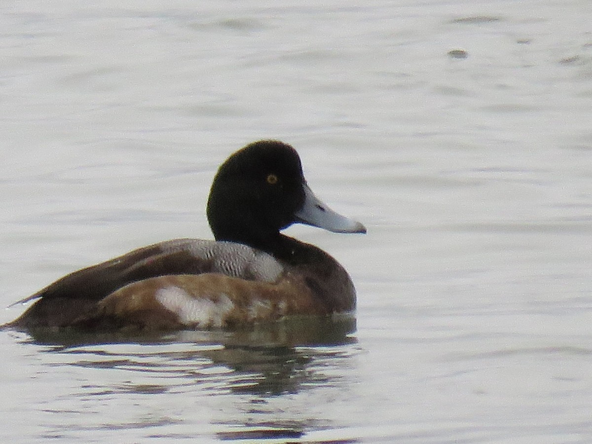 Greater Scaup - Michael Conner
