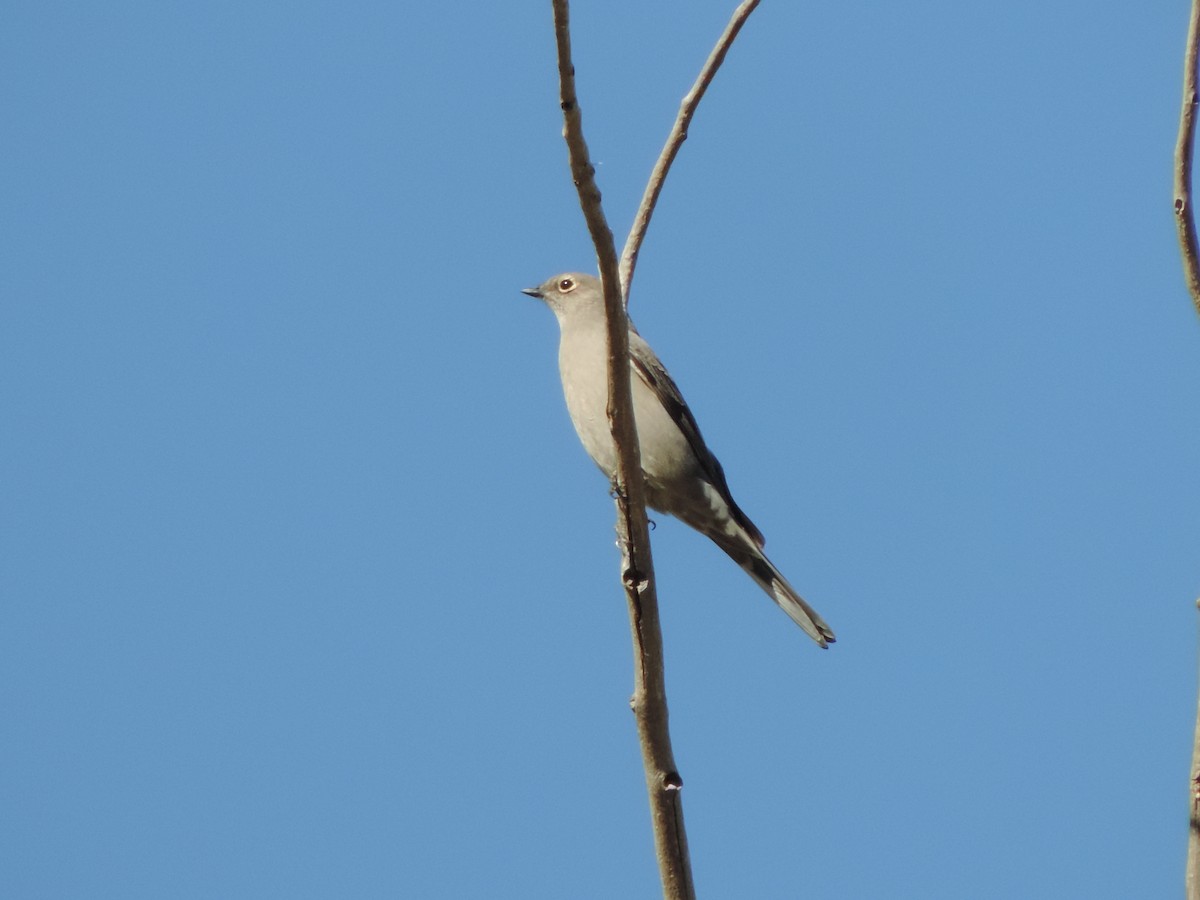 Townsend's Solitaire - ML75816211