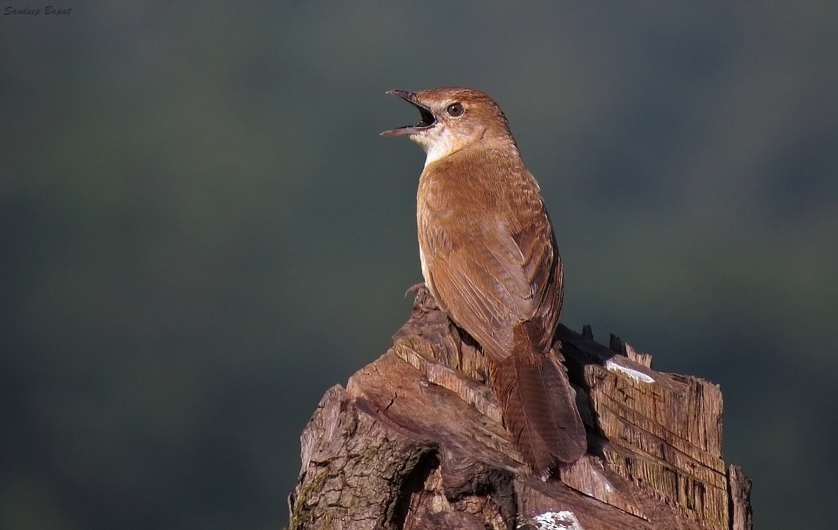 Broad-tailed Grassbird - Sandeep Bapat