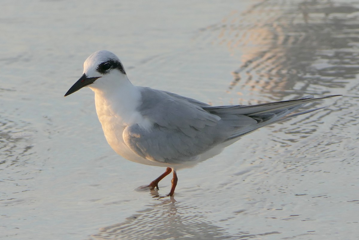 Forster's Tern - Claire Herzog