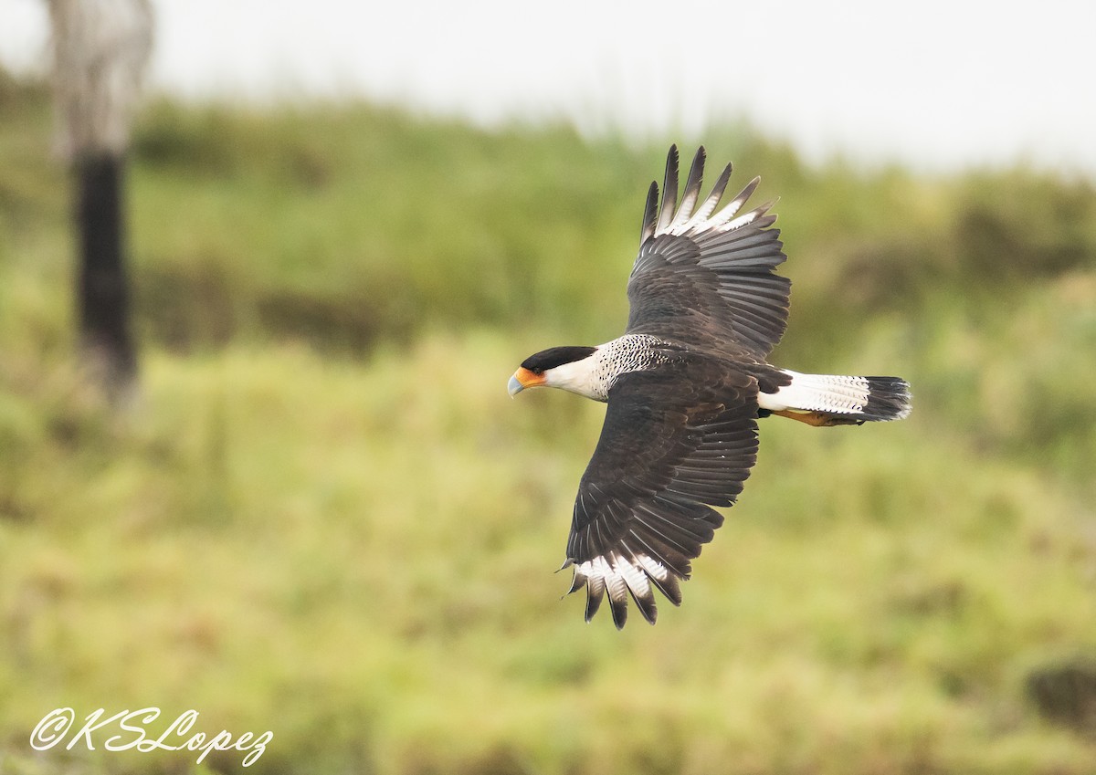 Crested Caracara (Northern) - Kathy Lopez
