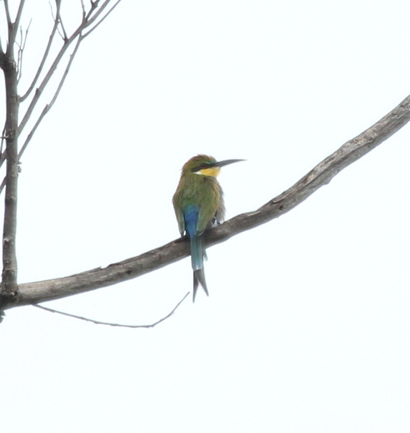 Swallow-tailed Bee-eater - ML75827721